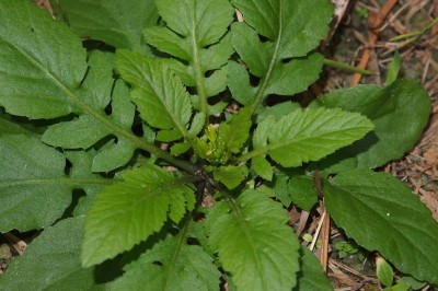 Cây dược liệu cây Cải đất núi, Hân thái -Rorippa dubia (Pers.) Hara (Sisymbrium dubium Pers.)