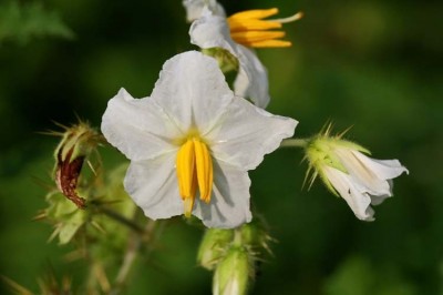 Cây dược liệu cây Cà dại quả đỏ - Solanum surattense Burm. f.