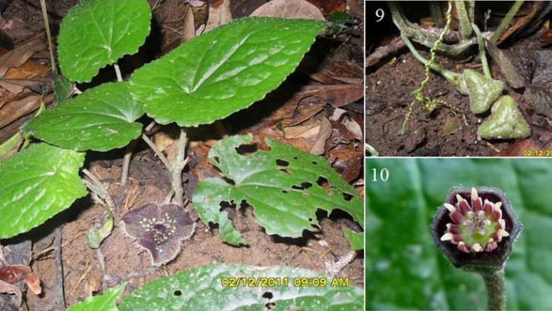 Cây dược liệu cây Tế tân nam, Hoa tiên - Asarum balansae Franch