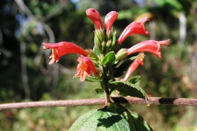 Cây dược liệu cây Tế miên hoa, Kinh quốc đẹp- Colquhounia elegans Wall, var. tenuiflora (Hook.f.) Prain (Colquhounia tenuiflora Hook. f.)