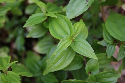 Cây dược liệu cây Thạch cân thảo, Tây nam lãnh thủy hoa - Pilea plataniflora C. H. Wright