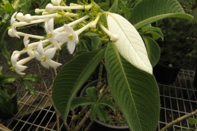 Cây dược liệu cây Thạch đinh hương, Vân mạc - Hymenopogon parasiticus Wall