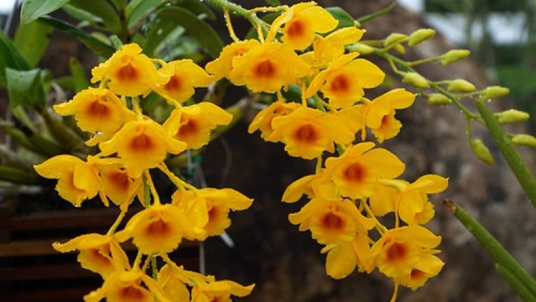 Cây dược liệu cây Thạch hộc dùi trống, Hoàng thảo kim điệp, Cổ chùy thạch hộc - Dendrobium chrysotoxum Lindl