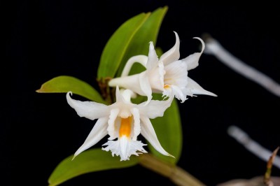 Cây dược liệu cây Thạch hộc cựa dài, Ðại giác, Trường cự thạch hộc, Hoàng thảo sừng - Dendrobium longicornu Lindl