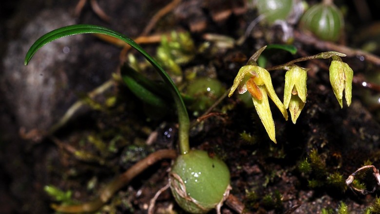 Cây dược liệu cây Thạch đậu lan bò. Cầu diệp bò, Lan lọng bò, Phục sinh thạch đậu lan - Bulbophyllum reptans (Lindl.) Lindl