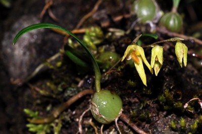Cây dược liệu cây Thạch đậu lan bò. Cầu diệp bò, Lan lọng bò, Phục sinh thạch đậu lan - Bulbophyllum reptans (Lindl.) Lindl
