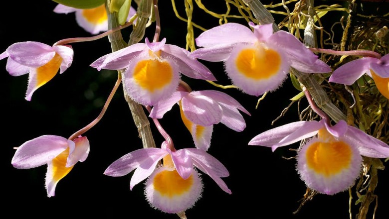 Cây dược liệu cây Thạch hộc duyên dáng, Hoàn thảo thạch hộc - Dendrobium loddigesii Rolfe