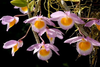 Cây dược liệu cây Thạch hộc duyên dáng, Hoàn thảo thạch hộc - Dendrobium loddigesii Rolfe