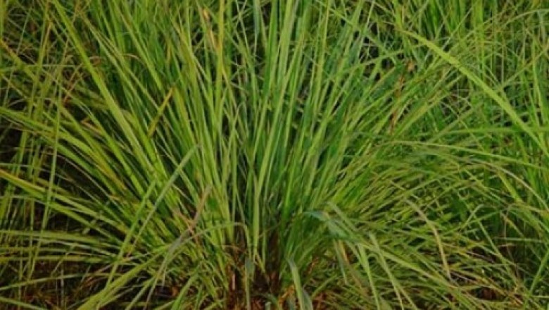 Cây dược liệu cây Sả dịu - Cymbopogon flexuosus (Steud.) Wats