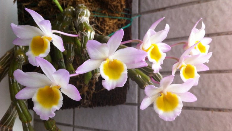 Cây dược liệu cây Thạch hộc hoa hồng, Ngọc vạn sáp, Hoa tể thạch hộc, Ðại hoàng thảo - Dendrobium crepidatum Lindl. ex Paxt