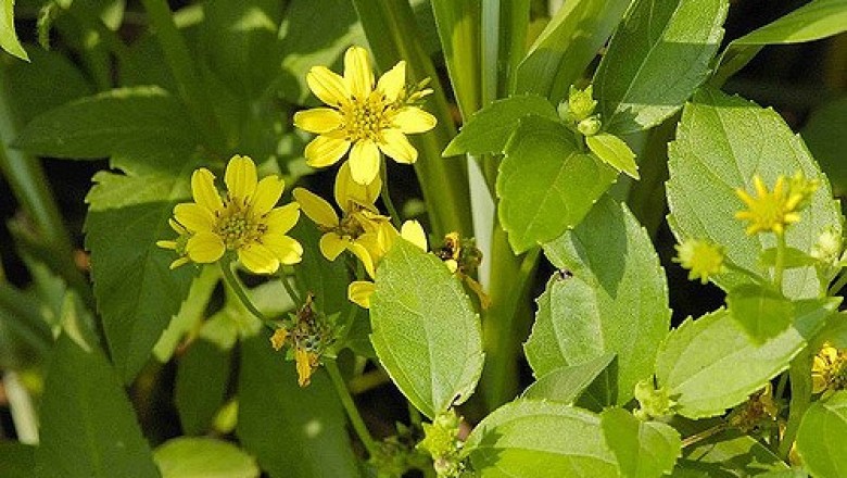 Cây dược liệu cây Sài gục, Lỗ địa cúc - Wedelia prostrata (Hook. et Arn.) Hemsl