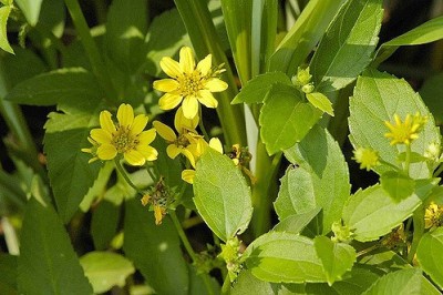 Cây dược liệu cây Sài gục, Lỗ địa cúc - Wedelia prostrata (Hook. et Arn.) Hemsl