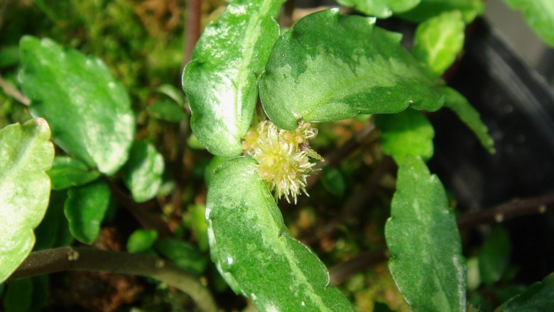 Cây dược liệu cây Sam đá khác thuỳ, Phu lệ dị thuỳ - Pellionia heteroloba Wedd