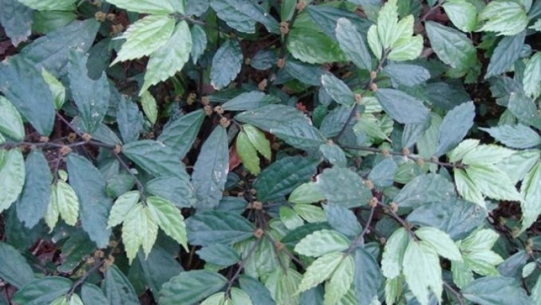 Cây dược liệu cây Sam đá ráp - Pellionia scabra Benth