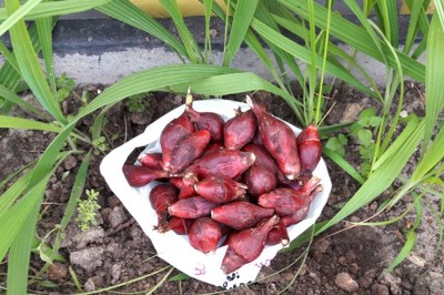 Cây dược liệu cây Sâm đại hành, Tỏi lào, Hành lào, Hành đỏ - Eleutherine bulbosa (Mill.) Urb.(E. subaphylla Gagnep.)