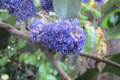 Cây dược liệu cây Sầm, Sầm ngọt - Memecylon edule Roxb. (M. umbellatum Burm.)