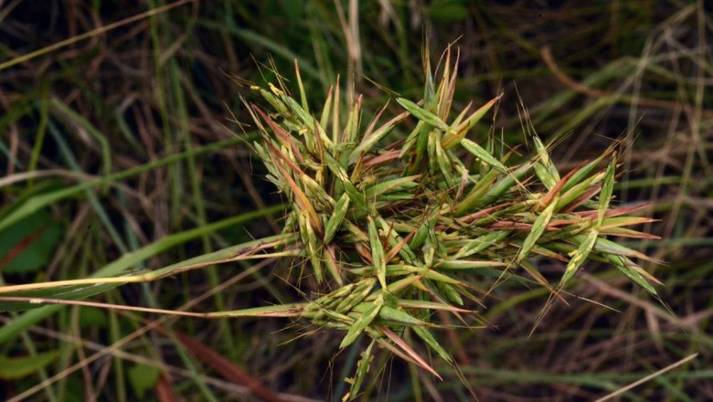 Cây dược liệu cây Sả lam, Cỏ đít, Cỏ thúi - Cymbopogon caesius (Nees) Stapf