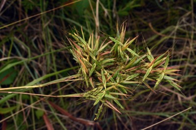 Cây dược liệu cây Sả lam, Cỏ đít, Cỏ thúi - Cymbopogon caesius (Nees) Stapf