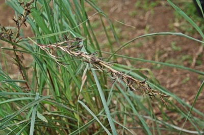 Cây dược liệu cây Sả Java - Cymbopogon nardus (L.) Rendle (C. winterianus Jowitt)