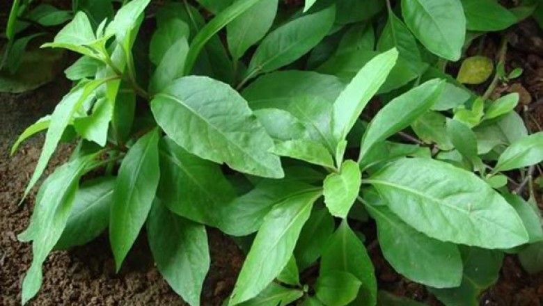 Cây dược liệu cây Cải kim thất, Rau lúi - Gynura barbaraefolia Gagnep