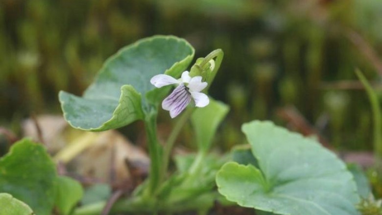 Cây dược liệu cây Cải rừng lá kích, Cây lưỡi cày - Viola betonicaefolia J.E.Sm