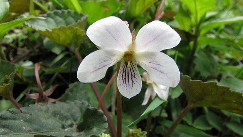 Cây dược liệu cây Cải rừng bò lan, Hoa tím lông - Viola serpens Wall ex Ging (V. pilosa Blume)