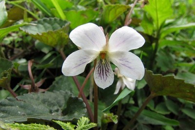 Cây dược liệu cây Cải rừng bò lan, Hoa tím lông - Viola serpens Wall ex Ging (V. pilosa Blume)