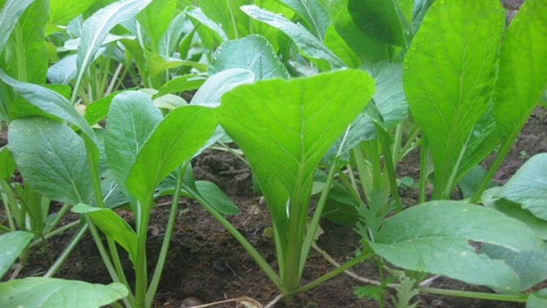 Cây dược liệu cây Cải ngọt - Brassica integrifolia (West.) O.E. Schulz