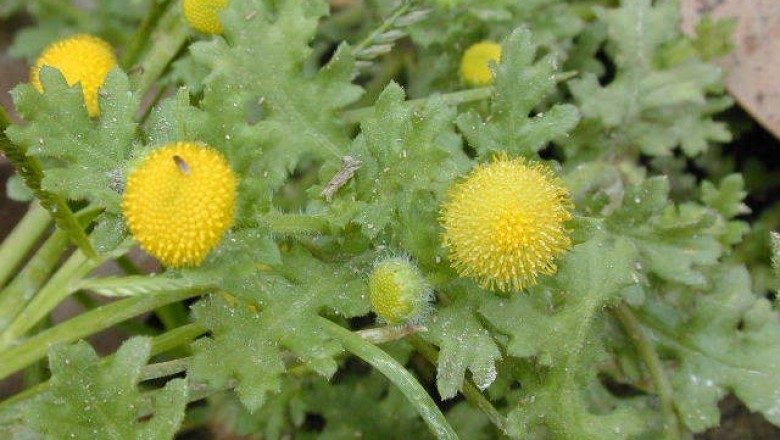 Cây dược liệu cây Cải đồng, Cúc dại, Rau cóc - Grangea maderaspatana (L.) Poir