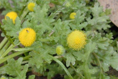 Cây dược liệu cây Cải đồng, Cúc dại, Rau cóc - Grangea maderaspatana (L.) Poir