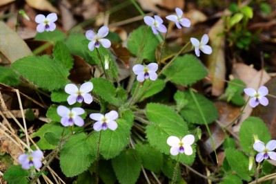 Cây dược liệu cây Cải rừng bò, Hoa tím tràn lan - Viola diffusa Ging. ex DC