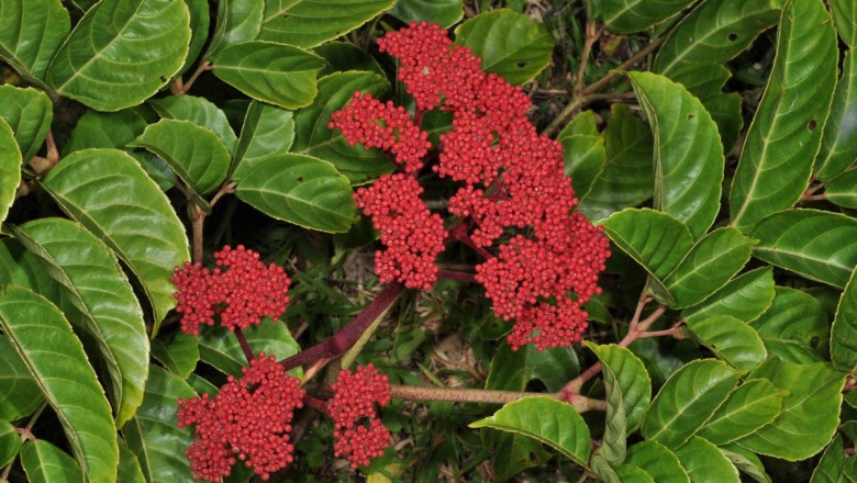 Cây dược liệu cây Gối hạc nhọn, Củ rối có mũi, Trúc vòng - Leea manillensis Walp (L. acuminata Wall., L. aurantiaca Zoll.,) 