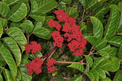 Cây dược liệu cây Gối hạc nhọn, Củ rối có mũi, Trúc vòng - Leea manillensis Walp (L. acuminata Wall., L. aurantiaca Zoll.,) 