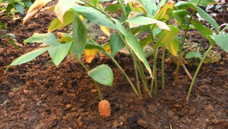 Cây dược liệu cây Gừng gió, Riềng gió, Ngải xanh, Ngải mặt trời - Zingiber zerumbet Sm