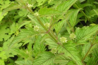 Cây dược liệu cây É lớn đầu - Hyptis rhomboidea Mart., et Gal