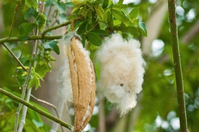 Cây dược liệu cây Gòn, Cây bông gòn - Ceiba pentandra (L.) Gaertn