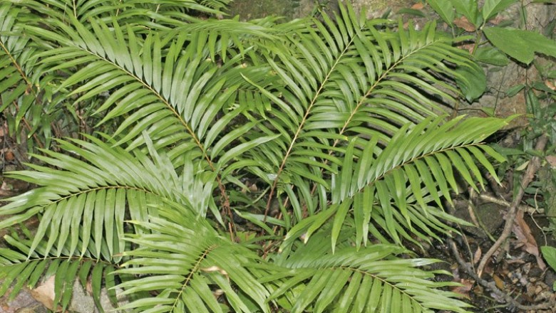 Cây dược liệu cây Guột rạng, Ráng dừa - Blechnum orientale L