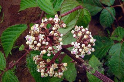 Cây dược liệu cây Gối hạc trắng, Củ rối mạnh - Leea robusta Roxb