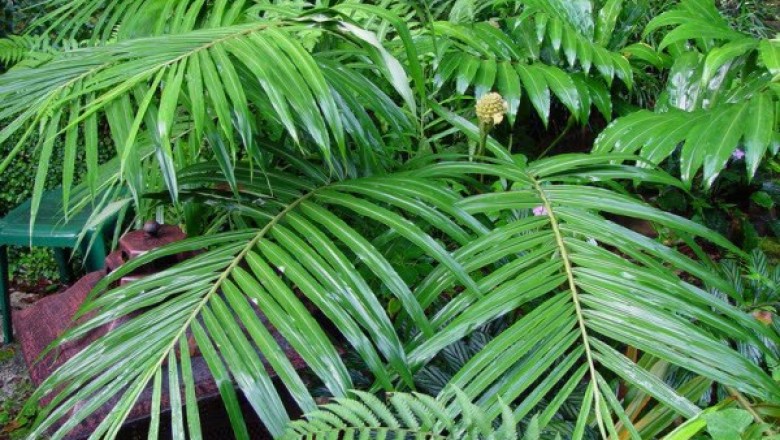 Cây dược liệu cây Gừng lúa, ngải trặc - Zingiber gramineum Blume