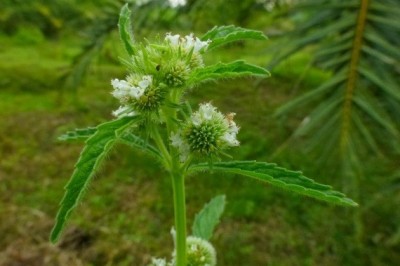 Cây dược liệu cây É dùi trống - Hyptis brevipes Poit