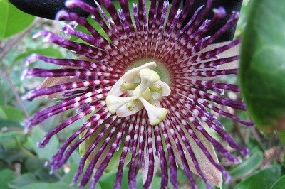 Cây dược liệu cây Guồi tây - Passiflora laurifolia L