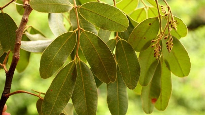 Cây dược liệu cây Gõ mật, gõ đen - Sindora siamensis Tejsm. ex Miq. var. siamensis (S. cochinchinensis H.Baill.)