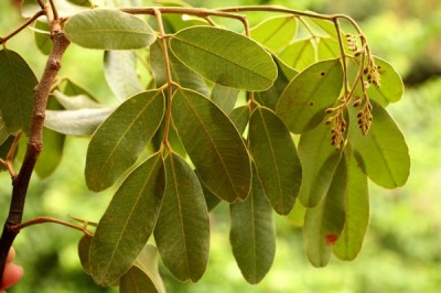 Cây dược liệu cây Gõ mật, gõ đen - Sindora siamensis Tejsm. ex Miq. var. siamensis (S. cochinchinensis H.Baill.)