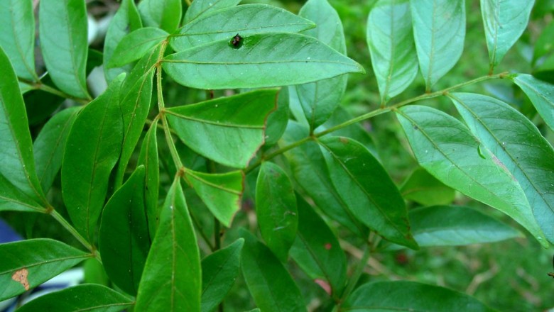 Cây dược liệu cây Gùi da có cánh - Guioa pleuropteris (Blunne) Radlk