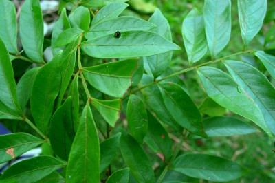 Cây dược liệu cây Gùi da có cánh - Guioa pleuropteris (Blunne) Radlk