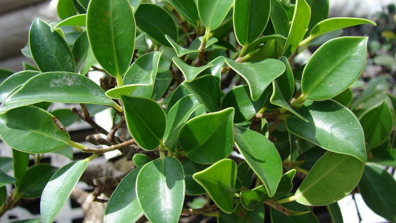 Cây dược liệu cây Gừa, Si quả nhỏ - Ficus microcarpa L.f