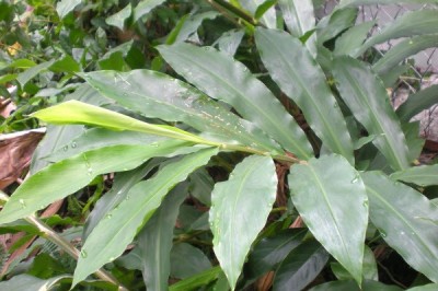 Cây dược liệu cây Gừng dại, Gừng tía, Zơrơng - Zingiber parpureum Roscoe (Z. cassumunar Roxb.)