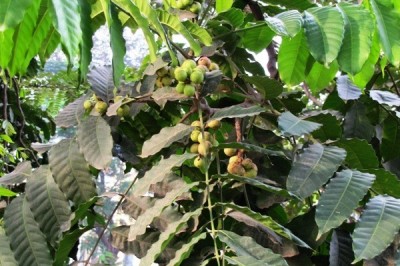 Cây dược liệu cây Gội nước, Năng gia, Gác đa bông - Aphanamixis polystachya (Wall.) J.N. Parker