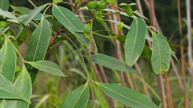 Cây dược liệu cây Gùi ga - Guioa cambodiana Pierre