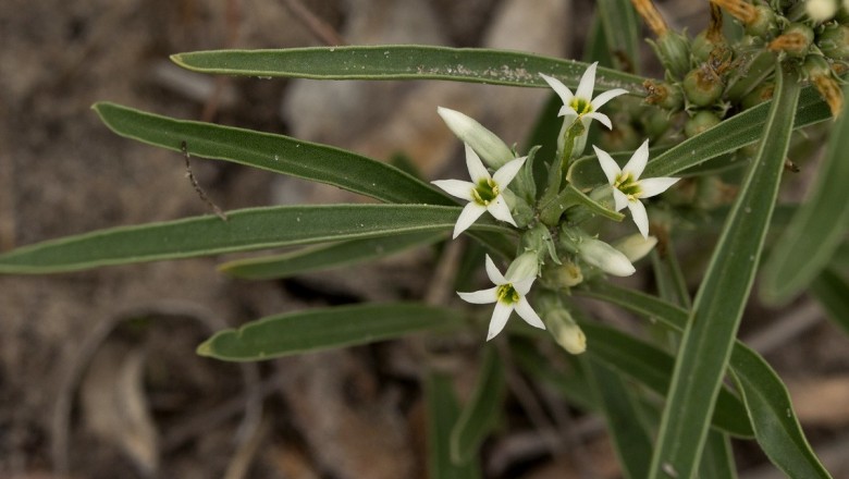 Cây dược liệu cây Sam hoa nách - Enicostema axillare (Lam.) Raynal